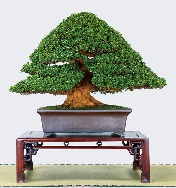 第23回 錦秋展 受賞樹［華賞］森住 圧未