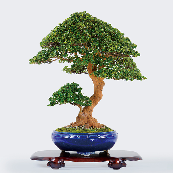 第23回 錦秋展 受賞樹［紫光の月］関根 教