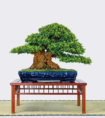 第23回 錦秋展 受賞樹［高砂］善林靖則