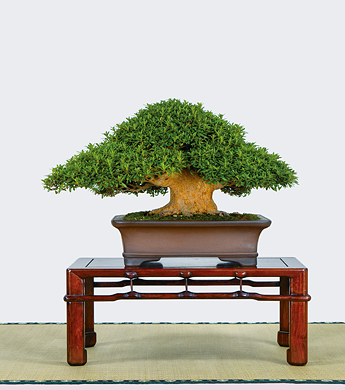 第23回 錦秋展 受賞樹［白琳の光］山根浩介