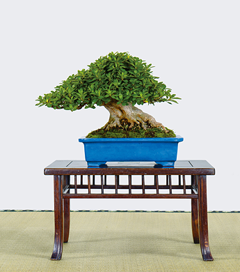 第23回 錦秋展 受賞樹［白恵比須］松浦康之