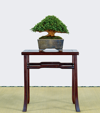 第23回 錦秋展 受賞樹［明美の月］盛岡淑郎