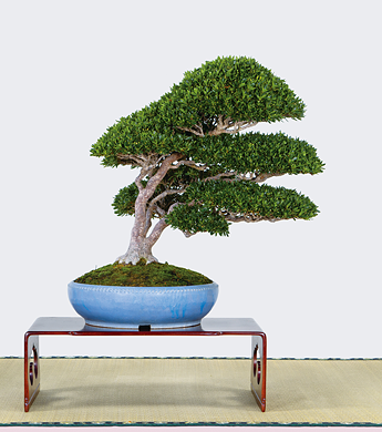 第23回 錦秋展 受賞樹［真山］宮前朋好