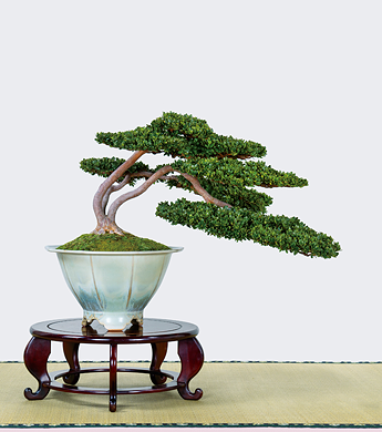 第23回 錦秋展 受賞樹［鈴の誉］石井新一