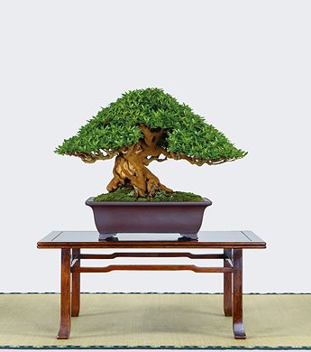 第23回 錦秋展 受賞樹［大盃］宮田喜紹