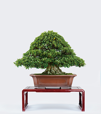 第23回 錦秋展 受賞樹［日本の光］青木良元